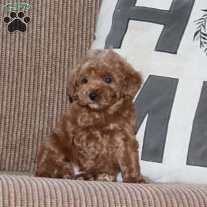 Johnny, Cavapoo Puppy